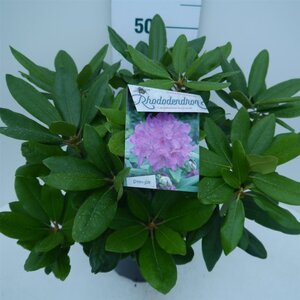 Rhododendron 'Catawb. Boursault' PAARS 30-40 cm cont. 5,0L - afbeelding 2