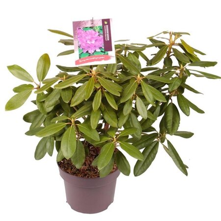 Rhododendron 'Catawb. Boursault' PAARS 30-40 cm cont. 5,0L - afbeelding 4