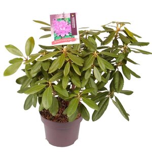 Rhododendron 'Catawb. Boursault' PAARS 30-40 cm cont. 5,0L - afbeelding 4