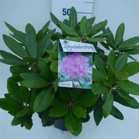 Rhododendron 'Catawb. Boursault' PAARS 30-40 cm cont. 5,0L - afbeelding 3