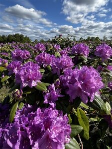 Rhododendron 'Catawb. Boursault' PAARS 60-80 cm cont. 20L - afbeelding 3