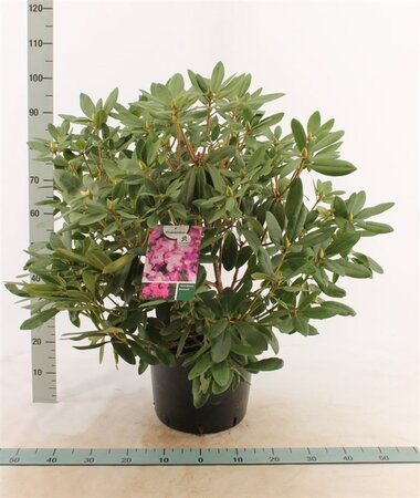 Rhododendron 'Catawb. Boursault' PAARS 60-80 cm cont. 20L - afbeelding 4