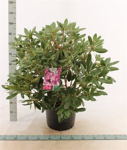 Rhododendron 'Catawb. Boursault' PAARS 60-80 cm cont. 20L - afbeelding 4
