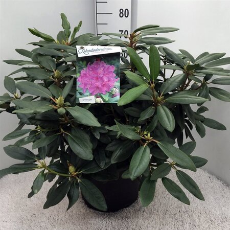 Rhododendron 'Catawb. Boursault' PAARS 60-80 cm cont. 20L - afbeelding 2