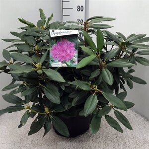 Rhododendron 'Catawb. Boursault' PAARS 60-80 cm cont. 20L - afbeelding 2