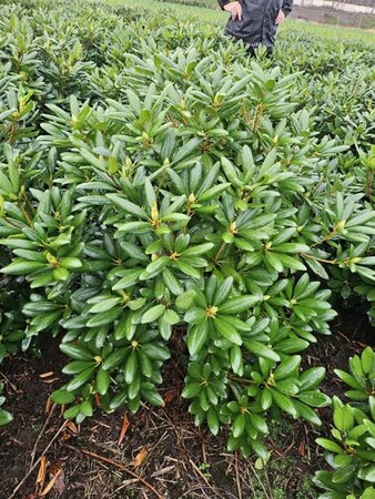 Rhododendron 'Catawbiense Grandiflorum' PAARS 100-120 cm met kluit - afbeelding 2