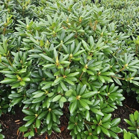 Rhododendron 'Catawbiense Grandiflorum' PAARS 100-120 cm RB - image 3