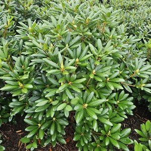 Rhododendron 'Catawbiense Grandiflorum' PAARS 100-120 cm RB - image 3