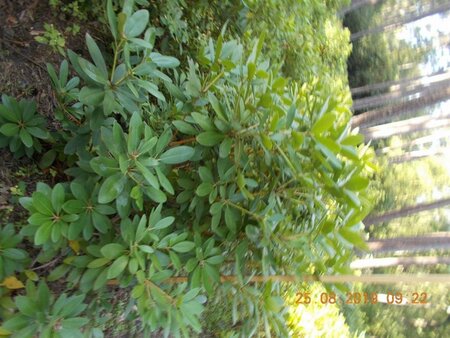 Rhododendron 'Catawbiense Grandiflorum' PAARS 120-140 cm met kluit - afbeelding 5