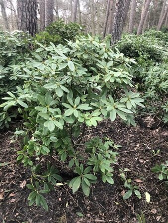 Rhododendron 'Catawbiense Grandiflorum' PAARS 120-140 cm met kluit - afbeelding 2