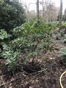 Rhododendron 'Catawbiense Grandiflorum' PAARS 120-140 cm met kluit - afbeelding 3