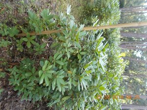 Rhododendron 'Catawbiense Grandiflorum' PAARS 120-140 cm met kluit - afbeelding 4