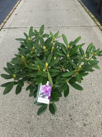 Rhododendron 'Catawbiense Grandiflorum' PAARS 40-50 cm cont. 5,0L - afbeelding 3