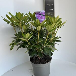 Rhododendron 'Catawbiense Grandiflorum' PAARS 40-50 cm cont. 5,0L - afbeelding 2