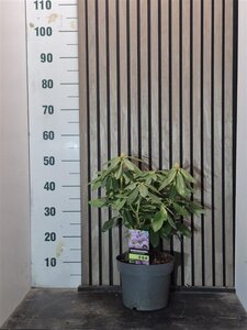 Rhododendron 'Catawbiense Grandiflorum' PAARS 40-50 cm cont. 5,0L - afbeelding 2
