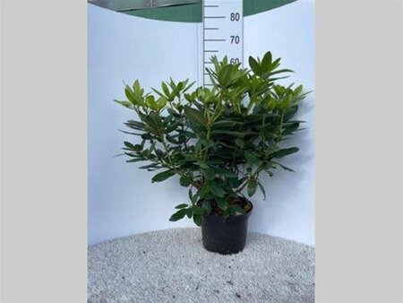 Rhododendron 'Catawbiense Grandiflorum' PAARS 40-50 cm cont. 5,0L - afbeelding 4
