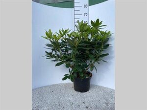 Rhododendron 'Catawbiense Grandiflorum' PAARS 40-50 cm cont. 5,0L - afbeelding 4