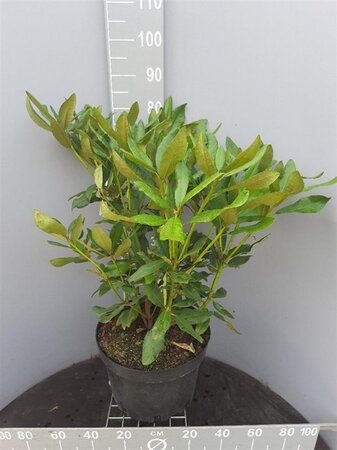 Rhododendron 'Catawbiense Grandiflorum' PAARS 60-80 cm cont. 20L - afbeelding 4