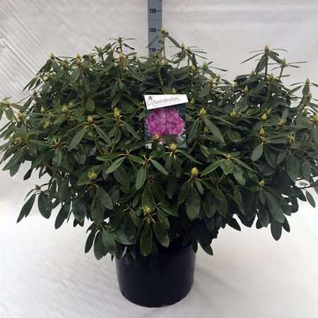 Rhododendron 'Catawbiense Grandiflorum' PAARS 80-100 cm cont. 40L - image 2