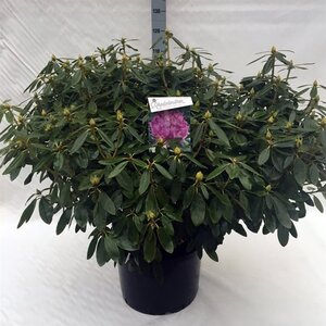 Rhododendron 'Catawbiense Grandiflorum' PAARS 80-100 cm cont. 40L - image 2