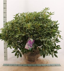 Rhododendron 'Catawbiense Grandiflorum' PAARS 80-100 cm met kluit - afbeelding 3