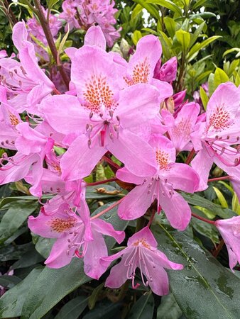 Rhododendron 'Catawbiense Grandiflorum' PAARS 90-100 cm cont. 25L - afbeelding 2