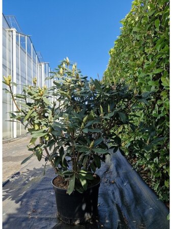 Rhododendron 'Catawbiense Grandiflorum' PAARS 90-100 cm cont. 25L - image 1
