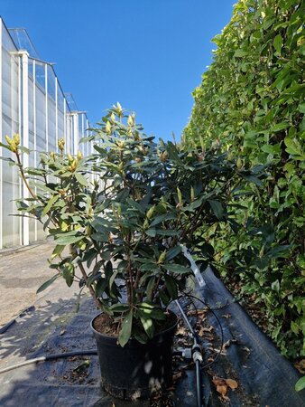 Rhododendron 'Catawbiense Grandiflorum' PAARS 90-100 cm cont. 25L