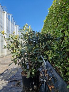 Rhododendron 'Catawbiense Grandiflorum' PAARS 90-100 cm cont. 25L
