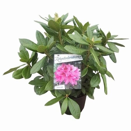 Rhododendron 'Cosmopolitan' ROZE 30-40 cm cont. 5,0L - afbeelding 6