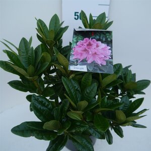 Rhododendron 'Cosmopolitan' ROZE 30-40 cm cont. 5,0L - afbeelding 3