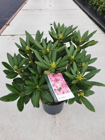 Rhododendron 'Cosmopolitan' ROZE 30-40 cm cont. 5,0L - afbeelding 7