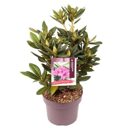 Rhododendron 'Cosmopolitan' ROZE 30-40 cm cont. 5,0L - image 4