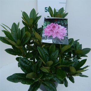 Rhododendron 'Cosmopolitan' ROZE 30-40 cm cont. 5,0L - image 2
