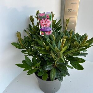 Rhododendron 'Cosmopolitan' ROZE 30-40 cm cont. 5,0L - image 5