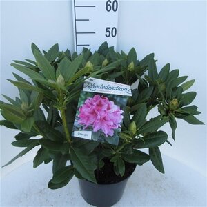 Rhododendron 'Cosmopolitan' ROZE 50-60 cm cont. 10L - afbeelding 2