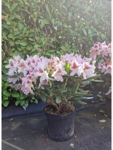 Rhododendron 'Cosmopolitan' ROZE 50-60 cm cont. 7,5L - afbeelding 2