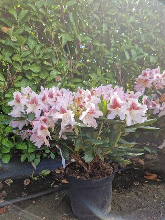 Rhododendron 'Cosmopolitan' ROZE 50-60 cm cont. 7,5L - afbeelding 3