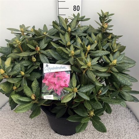Rhododendron 'Cosmopolitan' ROZE 70-80 cm cont. 30L - afbeelding 2