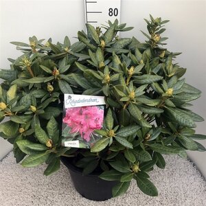 Rhododendron 'Cosmopolitan' ROZE 70-80 cm cont. 30L - afbeelding 2