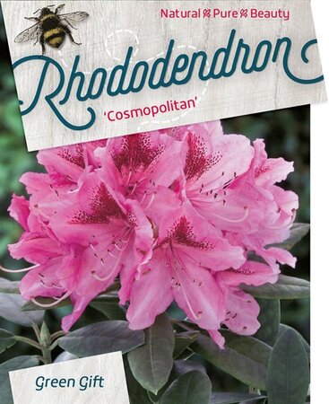 Rhododendron 'Cosmopolitan' ROZE 70-80 cm cont. 30L - image 1