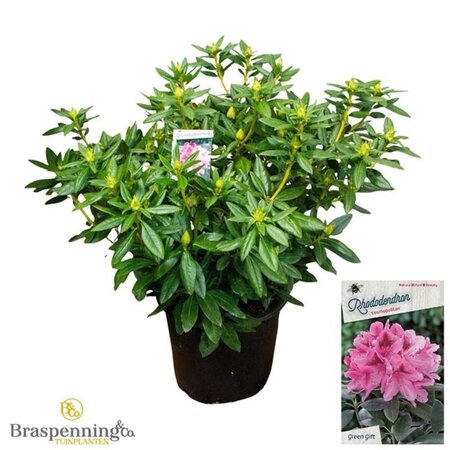 Rhododendron 'Cosmopolitan' ROZE 70-80 cm cont. 40L