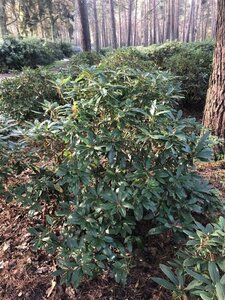 Rhododendron 'Cunningham's White' WIT 120-140 cm met kluit - afbeelding 5