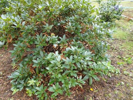Rhododendron 'Cunningham's White' WIT 120-140 cm met kluit - afbeelding 11