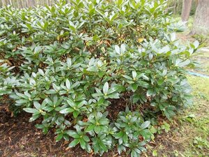 Rhododendron 'Cunningham's White' WIT 120-140 cm met kluit - afbeelding 4