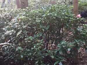 Rhododendron 'Cunningham's White' WIT 120-140 cm met kluit - afbeelding 10