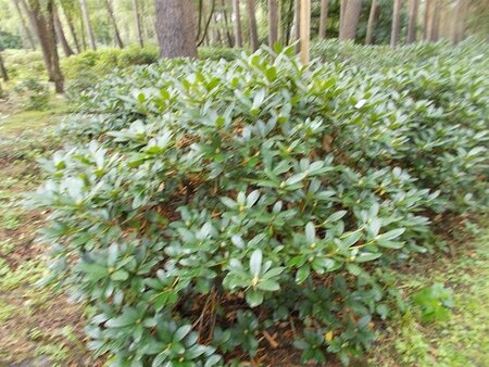 Rhododendron 'Cunningham's White' WIT 120-140 cm met kluit - afbeelding 3
