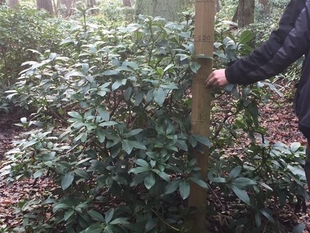 Rhododendron 'Cunningham's White' WIT 120-140 cm met kluit - afbeelding 9