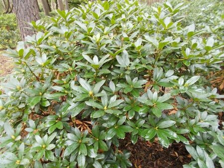 Rhododendron 'Cunningham's White' WIT 120-140 cm met kluit - afbeelding 8