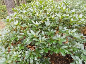 Rhododendron 'Cunningham's White' WIT 120-140 cm met kluit - afbeelding 8